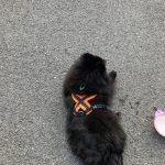 フリースラインドハーネスをつけているれん