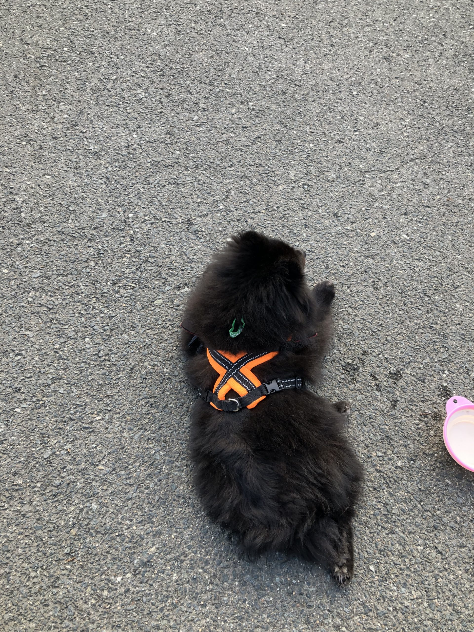 フリースラインドハーネスをつけているれん